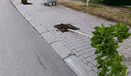 Patnos’ta dikilen 15 fidanı kimliği belirsiz kişiler kırdı