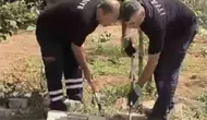 Mardin’de mahalleliyi korkutan yılan itfaiye yardımıyla kurtarıldı