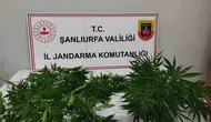 Jandarma Hilvan ve Halfeti’de zehir tacirlerine geçit vermedi