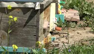 Arı sütünde kaliteyi artıran beslenme yöntemi bulundu