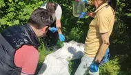 Fındığı kurtarmak için samuray arıları laboratuvarda üretiliyor