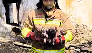 Turgutlu'da yangından kurtarılan köpek ve yavruları emin ellerde