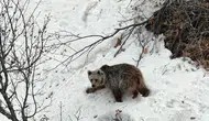 Tunceli'de dronu fark eden ayının şaşkın bakışları görüntülendi