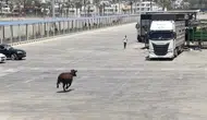 Mersin limanında hareketli anlar Gemiden kaçan angus denize atladı