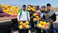 Amik Ovası’nda kavun hasadı başladı