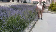 Kırşehir’de bir cami bahçesi mor lavantalarla çiçek açtı