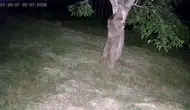 İspirde yaban hayvanları dut bahçelerini talan etti