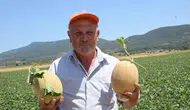 Bilecik’te kavun hasadı başladı Fiyat beklentisi yüksek