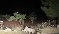 Halfeti yolunda şaşırtan sırtlan görüntüsü