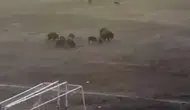 Milas’ta futbol sahasına giren domuz sürüsü şaşkınlık yarattı