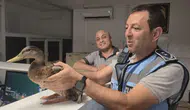 Karşıyaka trafiğini durduran ördek kurtarma operasyonu