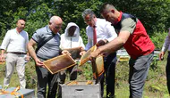 Samsun Salıpazarı'nda kestane balı mesaisi başladı