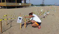 Manavgat sahillerinde 20 bin minik deniz yolcusu için seferberlik
