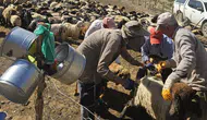 Yüksekova hayvancılığını korumak için şarbon aşısı seferberliği