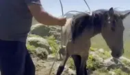 Emirdağ yaylalarındaki yılkı atlarına kaçak avcı tuzağı