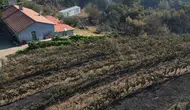 Gömeç'te büyük yangın felaketi 300 dönüm bağı yok etti