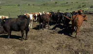 Bayburt'ta ithal sığırlar için sıkı sağlık taraması başladı
