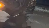 Elazığ yolunda yaban domuzu kazası