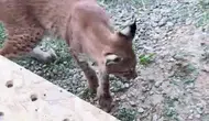 Edirne sınırında bagajda kaçak vahşi hayvan operasyonu