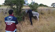 Bingöl yollarında tehlike saçan başıboş hayvanlara operasyon