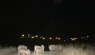 Gercüşlü çiftçinin domuz isyanı