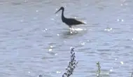 Çoruh Nehri kıyısında kara leyleğin avlanma taktikleri görüntülendi