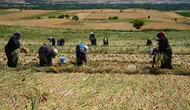 Taşköprü sarımsağında hasat mesaisi kadınların omuzlarında yükseliyor