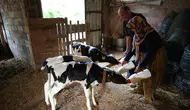 Edirne’de beklenen ikiz yerine üçüz buzağı dünyaya geldi