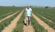 Sözleşmeli tarımda 20 milyon liralık hüsran