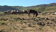 Tunceli'de yayla kirasına büyük müdahale