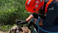 Siirt'te kuyuda mahsur kalan köpeğin imdadına AFAD yetişti
