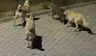 Kuşadası sokaklarında köpek sürüsü yavru domuza saldırdı