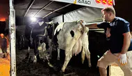 Çine'deki yangından kurtarılan hayvanlar güvenli bölgeye alındı