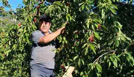 Balıkesir'de üreticinin kirazı dalında kaldı