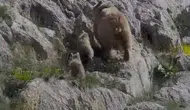 Ovacık dağlarında şanslı karşılaşma