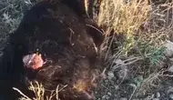 Seydişehir'de başıboş köpekler sürüsünden kopan keçiyi parçaladı