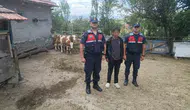Yozgatlı çiftçinin kayıp hayvanlarını jandarma ekipleri kısa sürede buldu