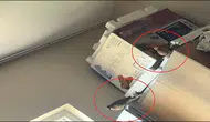 Siirtli kadının evindeki beklenmedik misafir oda kurdu