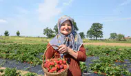 Bilecikli çiftçi hobi bahçesini dev çilek tarlasına dönüştürdü