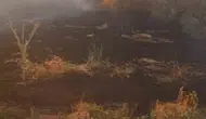 Şuhut'ta anız yangını korkuttu