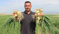 Amasya tarlalarında soğan fiyatı çaydan daha ucuza geldi