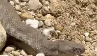 Tunceli'de bahçesine yılan giren vatandaş sakinliğini korudu