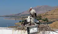 Elazığ’da misafir leylekler uzun yolculuk öncesi kanat çırpmaya başladı