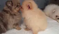 Kapıkule sınırında gizli bölmede 5 yavru köpek yakalandı