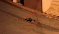 Samsun sokaklarında gece mesaisi yapan sansarlar