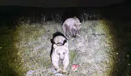 Nemrut Kalderası’nın meşhur boz ayıları yeniden sahnede