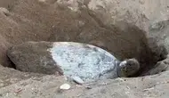 Akdeniz’de Caretta Caretta’ların yumurtlama mesaisi iki hafta rötar yaptı