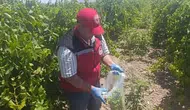 Salihli üzümünde ilaç kalıntısı denetimi başladı