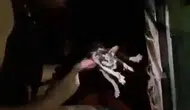 Diyarbakırda alevlerin arasından kurtarılan kedi hayata döndü