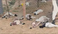 Bismil'de sahipsiz köpekler bir besicinin 15 kuzusunu öldürdü
